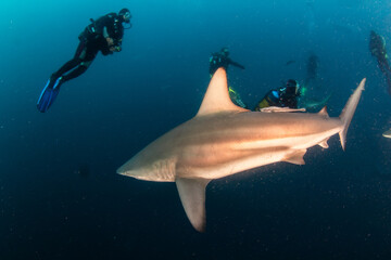 Obraz na płótnie Canvas Blacktip (Zambezi) Shark in South Africa