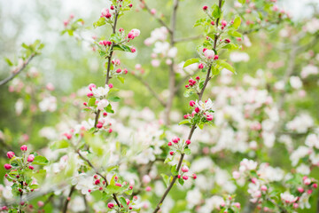 Blooming apple tree in spring. Nature blurry background