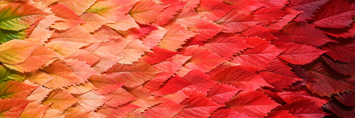 Background of autumn leaves . Concept with place to the text or objects. Gradient. Copy space. Banner