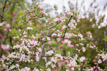 Blooming apple tree in spring. Nature blurry background