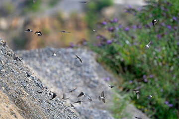 Mehlschwalben // Northern House-Martins (Delichon urbicum)