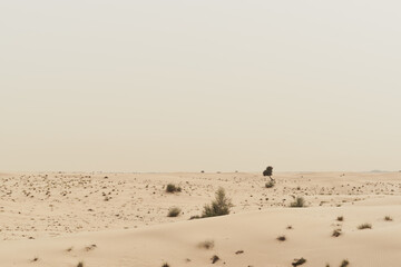 Fototapeta na wymiar Wild desert covered with sand dunes and desert plants, Dubai, United Arab Emirates. Nature landscape