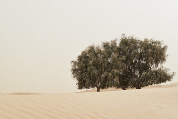 Big Acacia trees growing in a sandy desert among sandy dunes. Wild nature landscape - 452705277