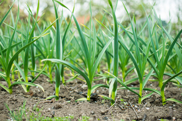 Sowing vegetables in the field. Gardening spring concept.