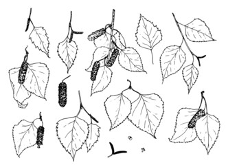 Vector set of birch twigs of leaves and buds. A collection of twigs with leaves and buds of a birch tree is drawn in a sketch style black outline on a white background for a design template for natura