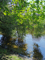 The branches of the tree are reflected in the water of the lake, where ducks swim on a sunny summer day.
