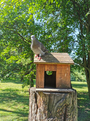 A pigeon sits on the roof of a wooden house-a feeder for birds and squirrels on a sunny summer day.