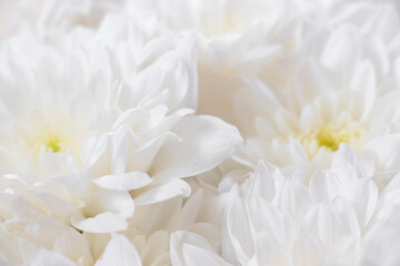 White flowers close up. Soft pastel wedding background.