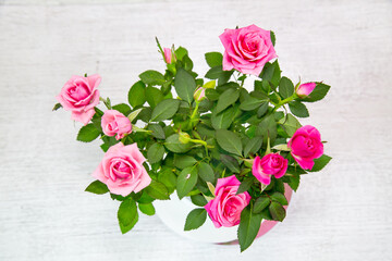 Rose Cardana Grande plant (Latin Rósa) with bright pink flowers in a pot on a light background,...
