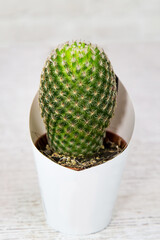 Mammillaria cactus (Latin Mammillaria) is a beautiful oval shape in a clay pot on a white wall background. Flora home indoor plants flowers.