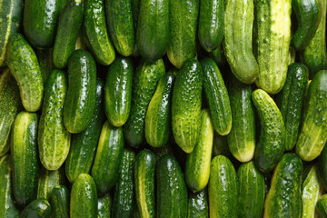 Lots of fresh cucumbers. Top view food background.