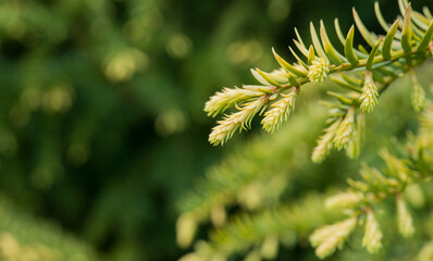 Trees and flowers in environment. Gardening in village for fresh air.