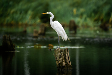 White heron at swamp