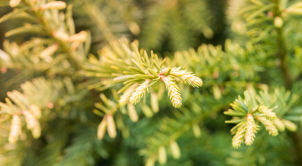 Trees and flowers in environment. Gardening in village for fresh air.
