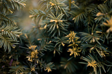 Trees and flowers in environment. Gardening in village for fresh air.
