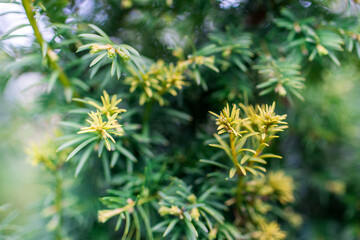 Obraz premium Trees and flowers in environment. Gardening in village for fresh air.