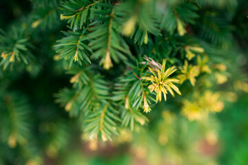 Trees and flowers in environment. Gardening in village for fresh air.