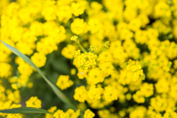 Obraz premium Trees and flowers in environment. Gardening in village for fresh air.