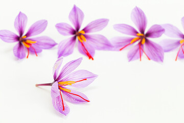 saffron bloomed on a white background, the stamens protrude from the crocus