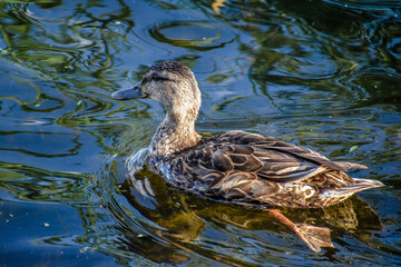 duck in the water