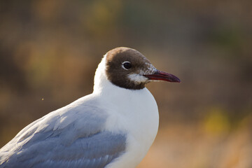 black headed gull