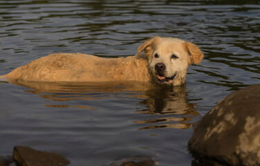 Obraz premium Cute golden retriever dog with dwarfism swimming in the river