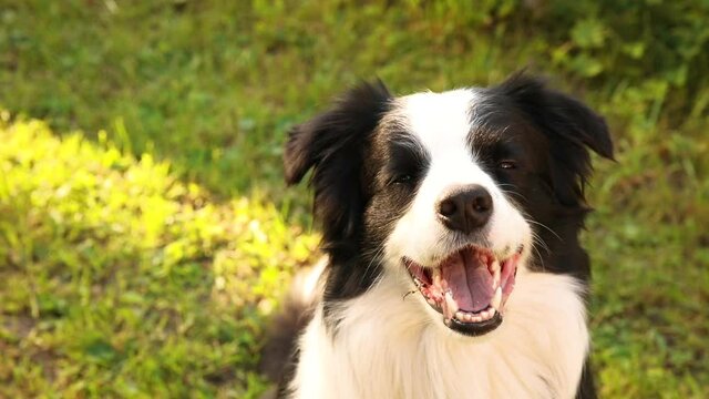 Outdoor portrait of cute smiling puppy border collie sitting on grass, park background. Little dog with funny face in sunny summer day outdoors. Pet care and funny animals life concept