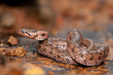 Southern smooth snake, Coronella girondica, on a rock
