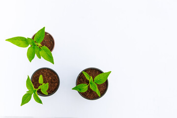 Three peppers in peat cups on a white background. Top view.