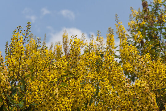 Thryallis glauca, Galphimia, Gold Shower yellow flower.
