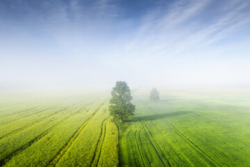 Summer landscape with field