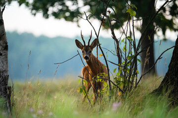 Male roe deer © alexugalek