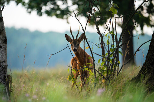 Robuck Background รูปภาพRoebuck – เลือกดูภาพถ่ายสต็อก เวกเตอร์ และวิดีโอ121,255 | Adobe Stock