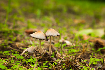Poisonous mushrooms in a green meadow. Pale toadstool mushrooms.