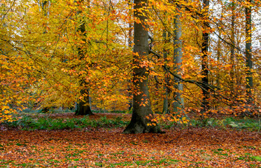 Beech trees in autumn