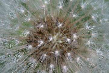 White fluffy dandelion close-up. The background image.