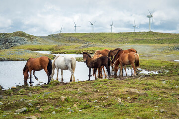 Manada de caballos bebiendo en una charca con un campo de aerogeneradores eolicos de fondo