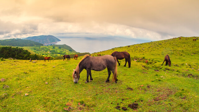 Caballos pastando en libertad en la costa de Galicia 