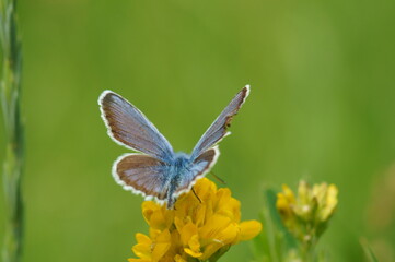 A small blue butterfly in wildflowers.