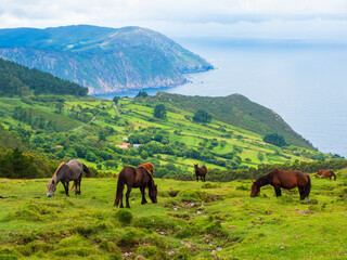 Caballos pastando en libertad frente al Mar Cantábrico