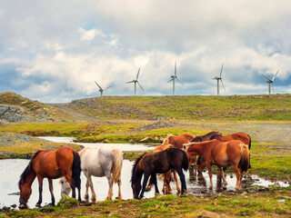 Fototapeta na wymiar Manada de caballos bebiendo en una charca con un campo de aerogeneradores eolicos de fondo