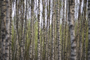 Birches in the forest