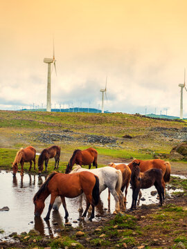 Manada de caballos bebiendo en una charca con un campo de aerogeneradores eolicos de fondo