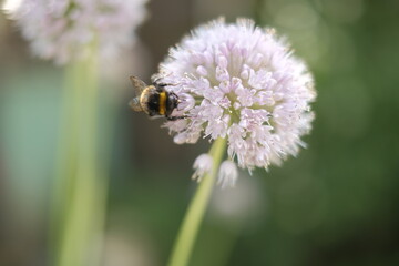 Bumblebee collecting nectar from pink flowers. Colorful nature image with space for copy. Shiny wings, bokeh on background, flares, green