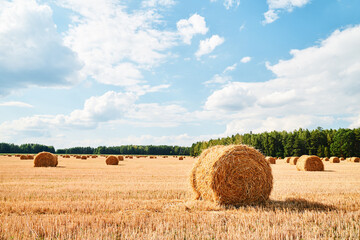 Fototapeta premium Harvesting background
