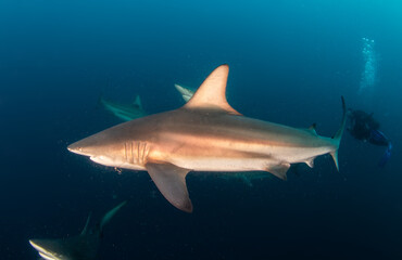 Blacktip (Zambezi) Shark in South Africa