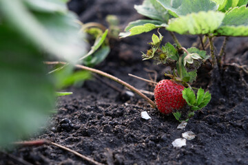 Ripe red strawberries in the garden. Growing strawberries on a farm. Permaculture.