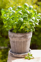 fresh basil herb in flowerpot in garden