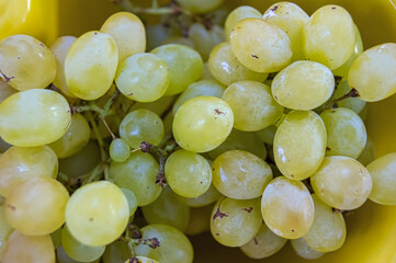 A bunch of green ripe grapes in macro photos