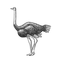 Ostrich isolated on white background. Sketch graphic big bird of savannah in engraving style.